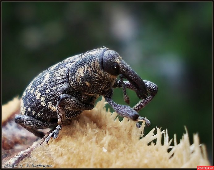 Жук-слон (Megasoma Elephas)