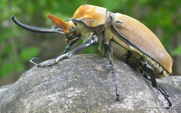 Megasoma Elephas Elephas