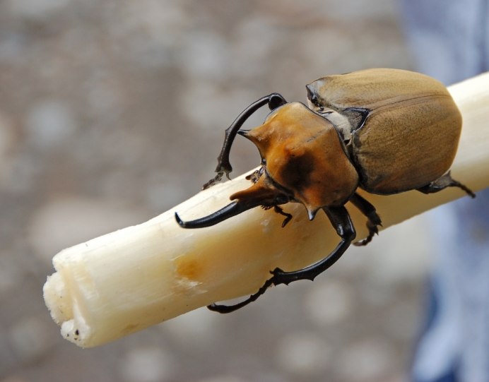 Жук Megasoma Elephas
