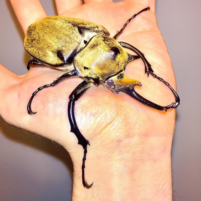 Megasoma Elephas Elephas