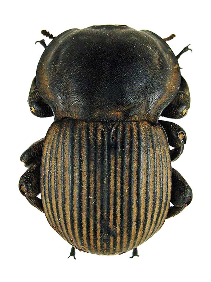 Elephant Beetle