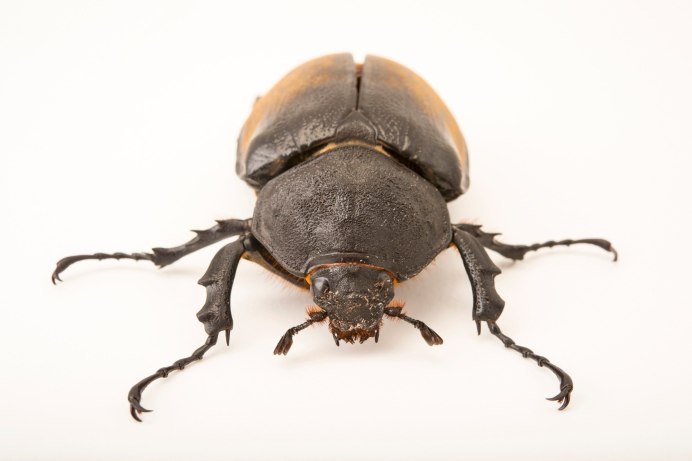 Жук Dorcus Titanus Titanus