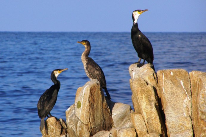 Бакланы черного моря