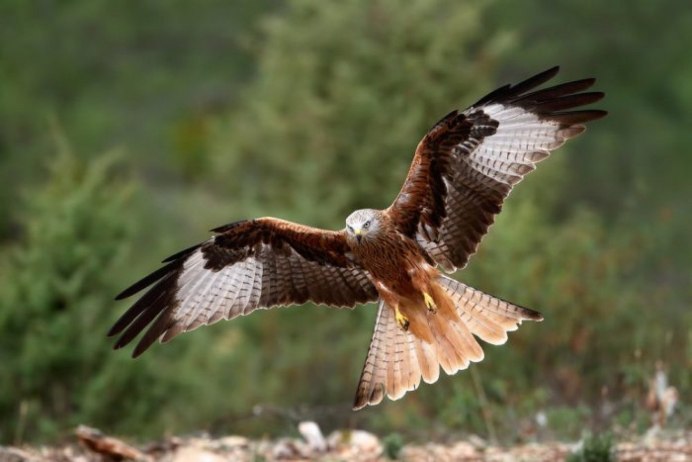 Красный Коршун Milvus Milvus