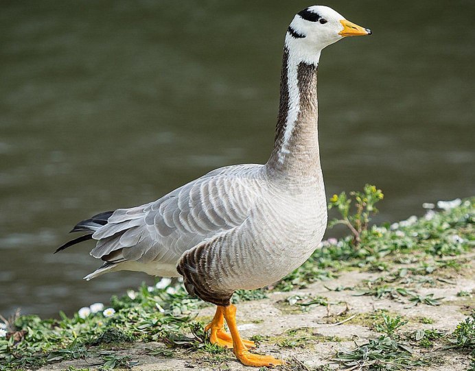 Goose stock photo