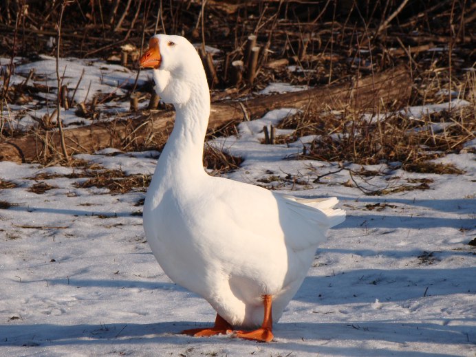 Оринокский Гусь