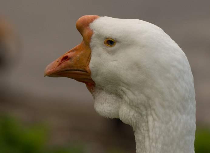Утка домашняя