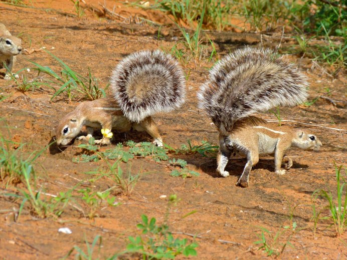 Spermophilopsis Leptodactylus