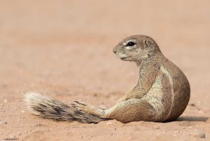 Калифорнийский суслик (Spermophilus beecheyi)
