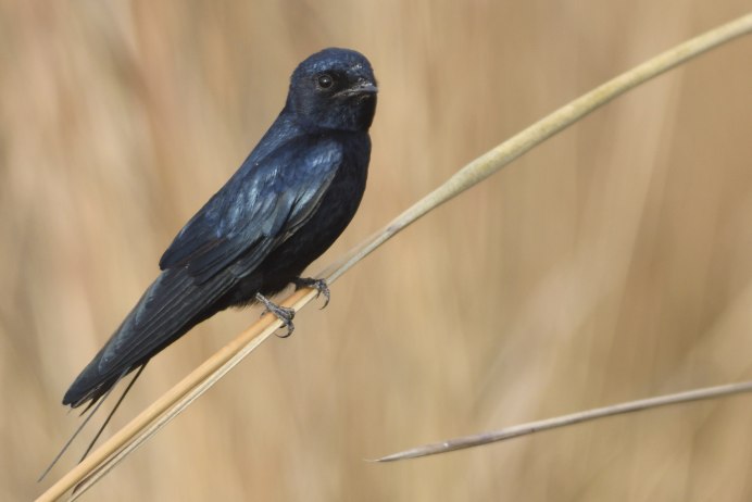 Голубая Ласточка