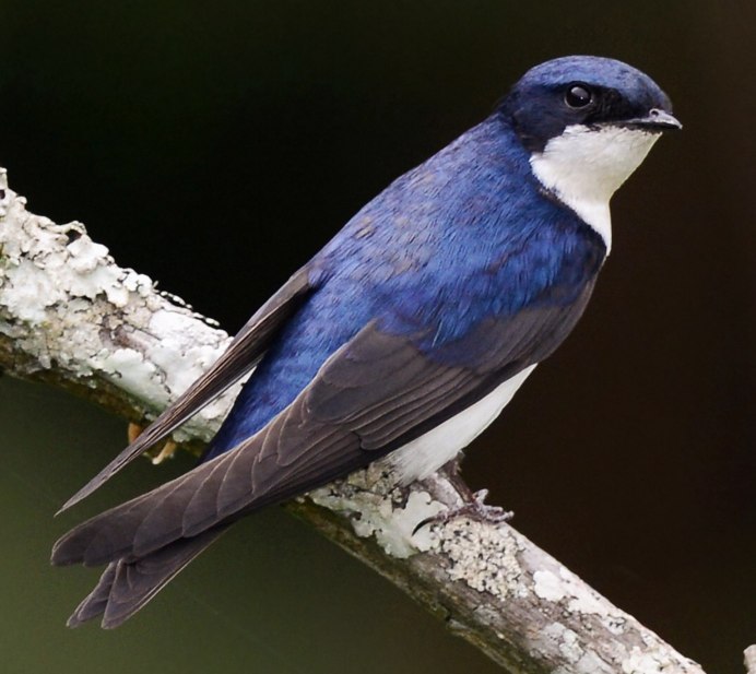 Ласточка птица