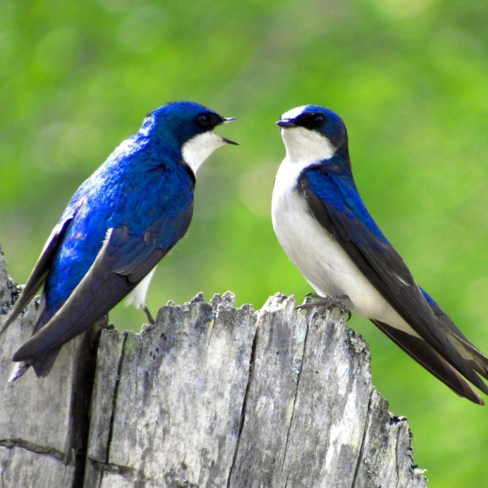 Пара ласточек