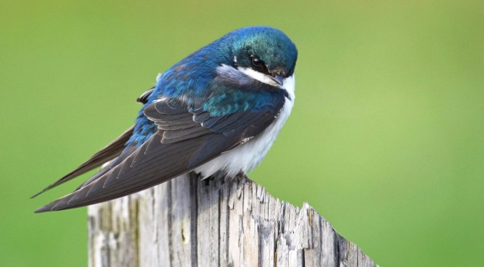 Насекомоядные птицы Ласточка