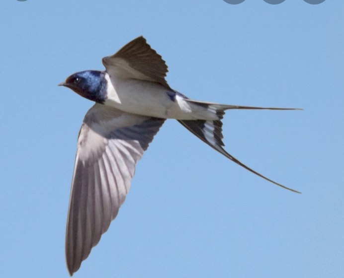 Деревенская Ласточка Касатка