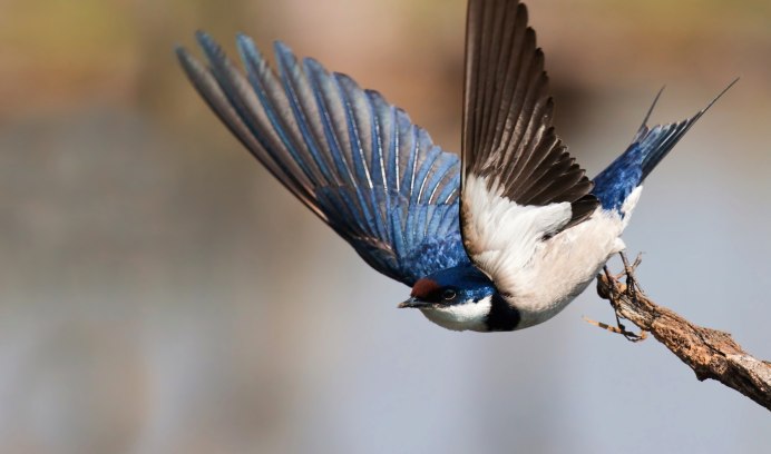 Фиолетовая Ласточка