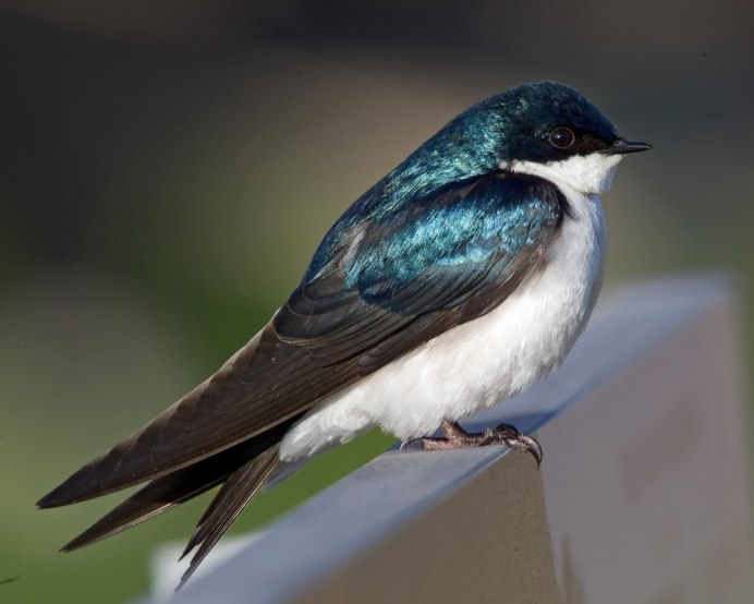 Ласточка голубого оттенка