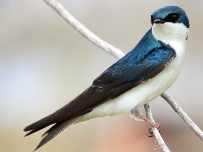 Ласточка птица