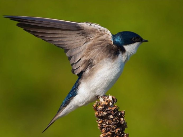 Marsh swallow feet