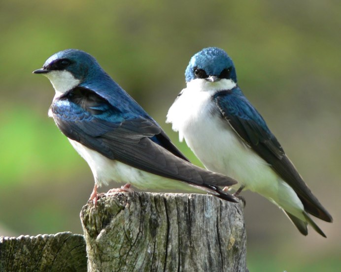 Древесная Ласточка