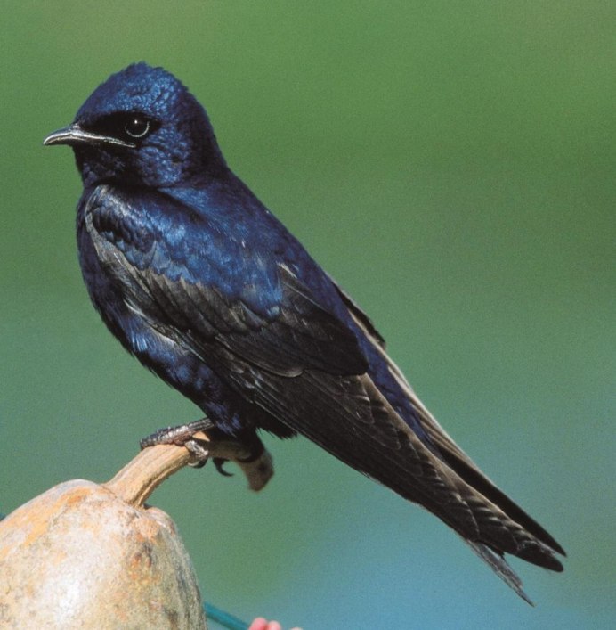 Ласточка с мохнатыми лапками