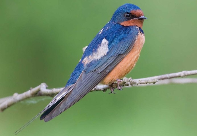 Городская Ласточка размножение
