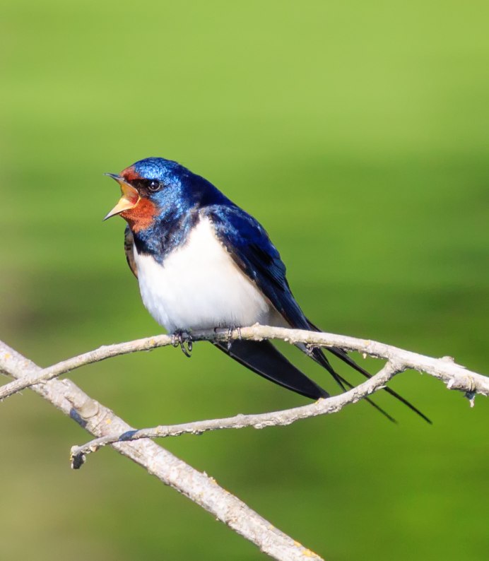 Суастуу (Hirundo Rustica l. Hirundo)