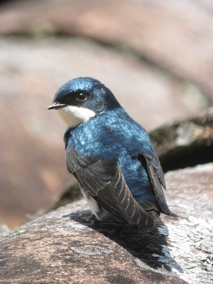 Национальная птица Эстонии