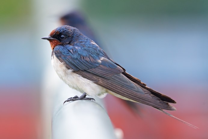 Белоглазая Ласточка