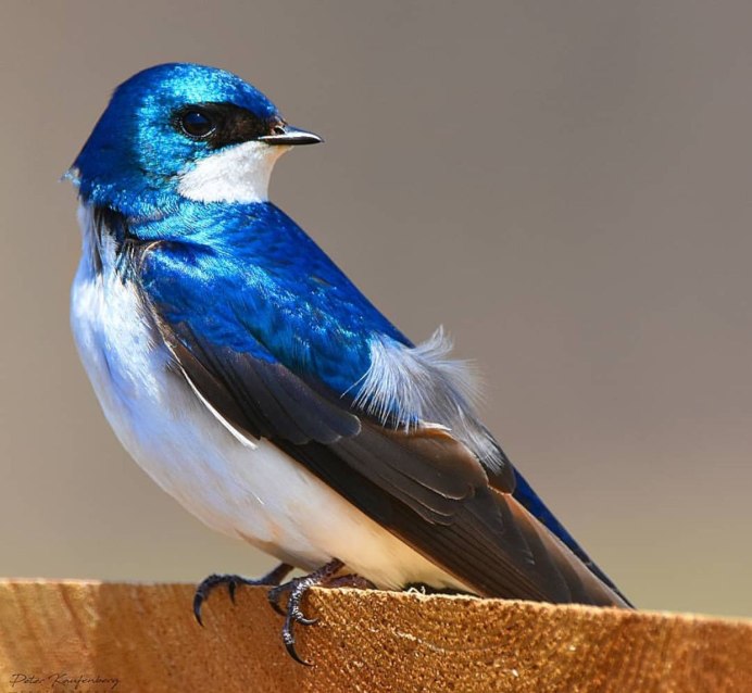 Ласточки в городе