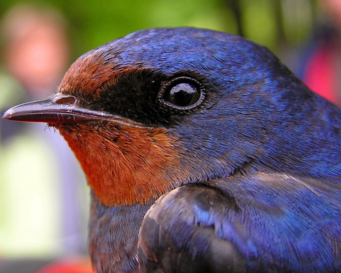Деревенская Ласточка
