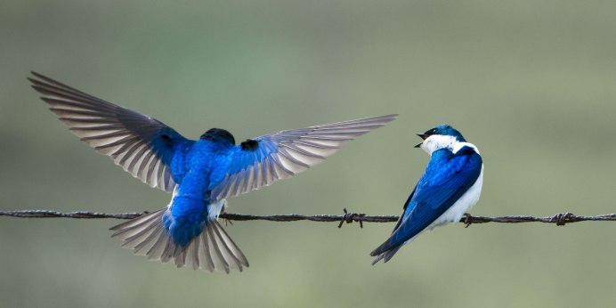 Голубая Ласточка