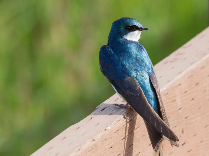 Древесная Ласточка