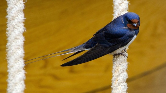 Семейство Ласточковые