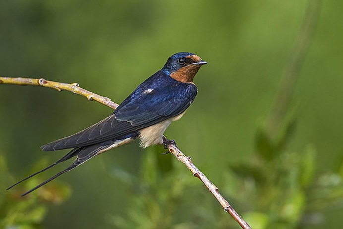 Синяя Ласточка