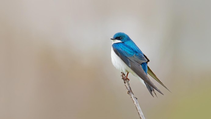 Древесная Ласточка