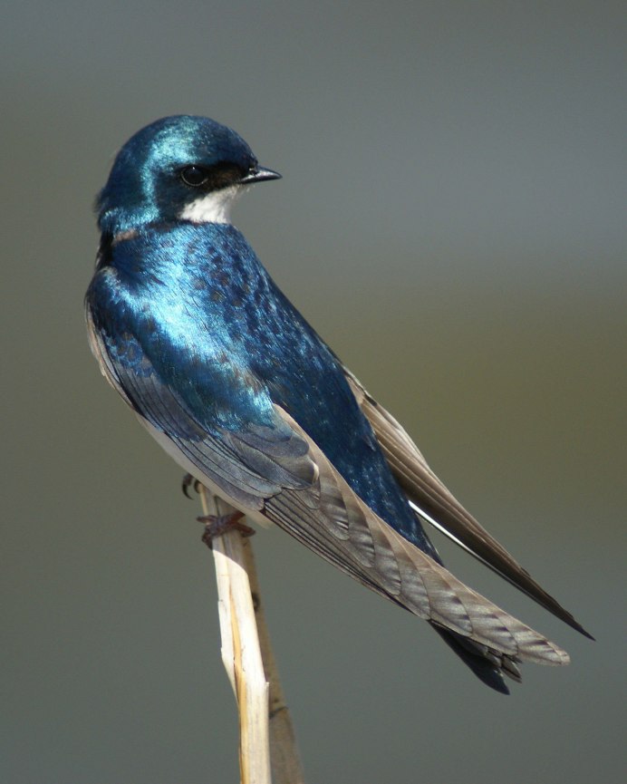 Деревенская Ласточка Касатка