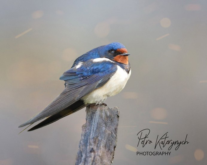 Синяя Ласточка