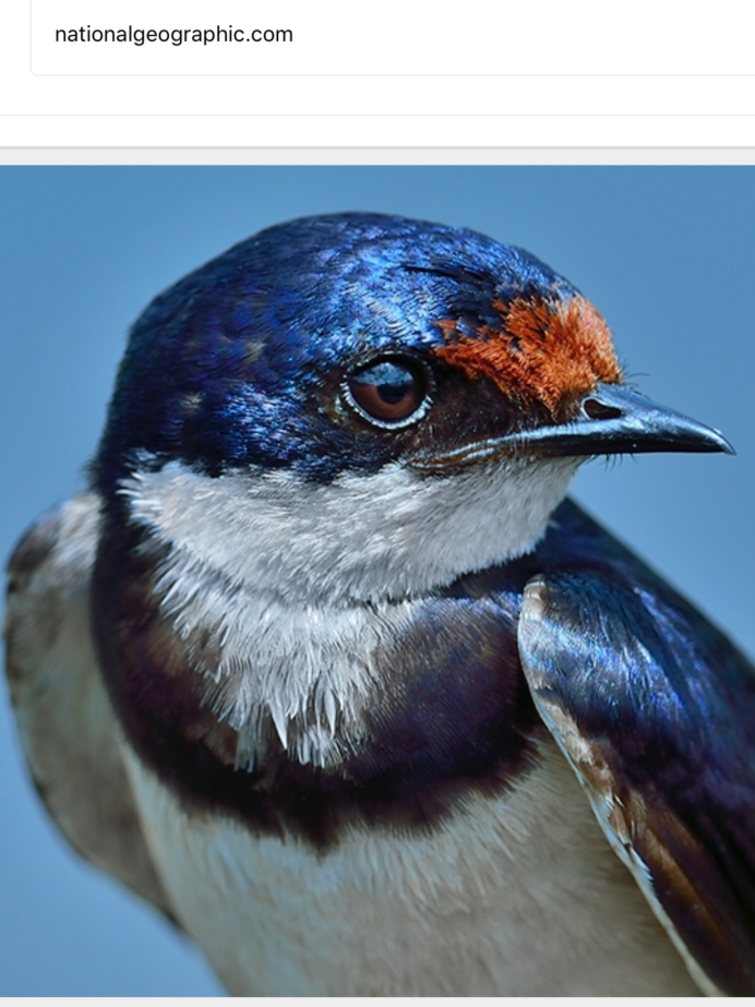 Лесная Ласточка