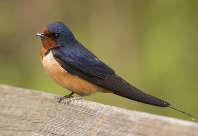 Деревенская Ласточка клюв