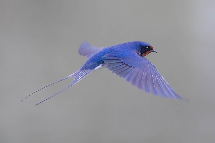 Деревенская Ласточка самка