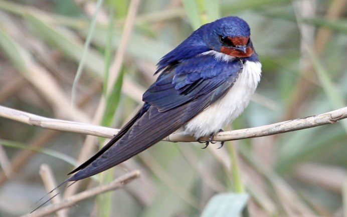 Синяя Ласточка птица