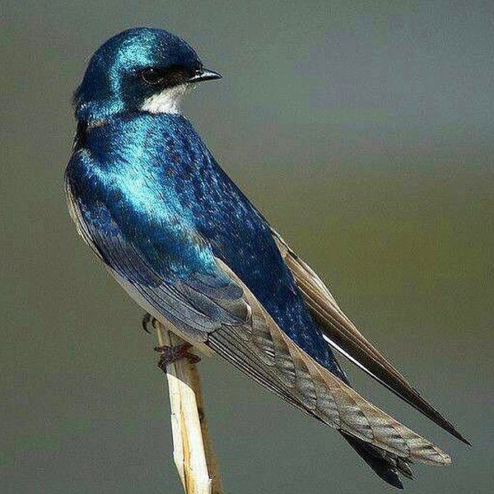 Стрижи перелетные птицы Ташкент