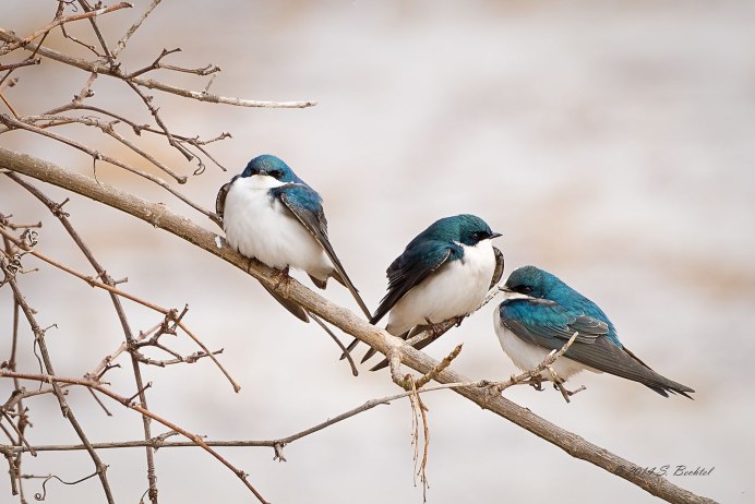 Пурпурная Ласточка Мартин