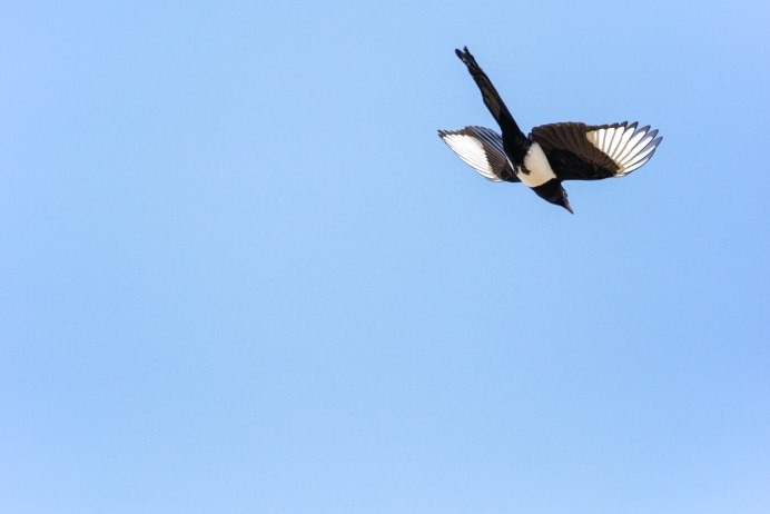 Magpie Wing