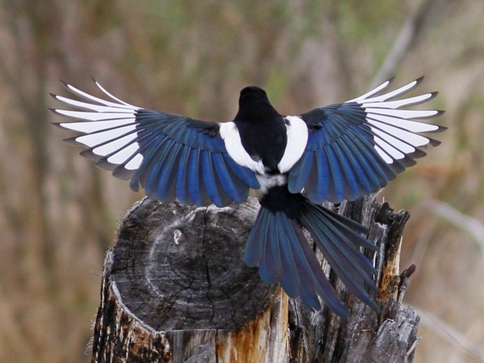 Сорока Magpie
