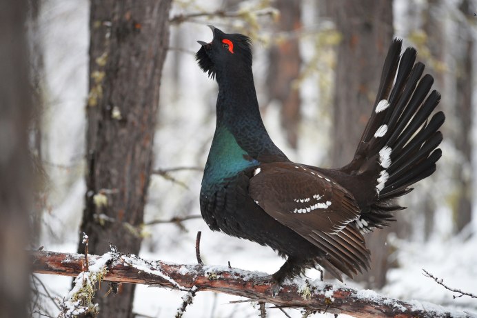 Голубой тетерев / Dendragapus Obscurus