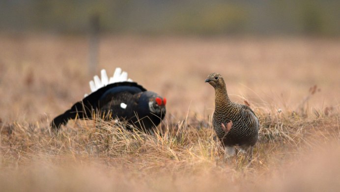Глухарь (Tetrao urogallus)