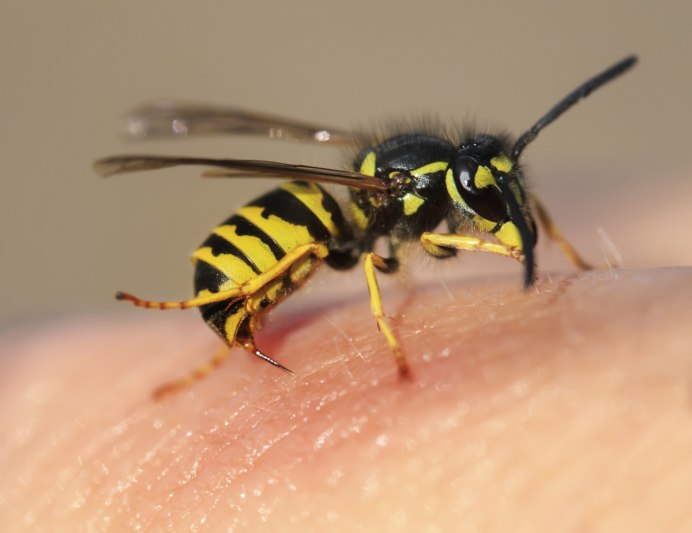Bees meme