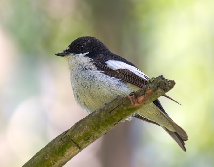 Трясогузка птица черно белая