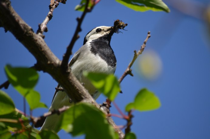 Мухоловка пеструшка